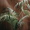 Kentia Palm